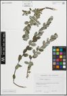 Foto von Salix repens L.